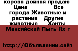 корова дойная продаю › Цена ­ 100 000 - Все города Животные и растения » Другие животные   . Ханты-Мансийский,Пыть-Ях г.